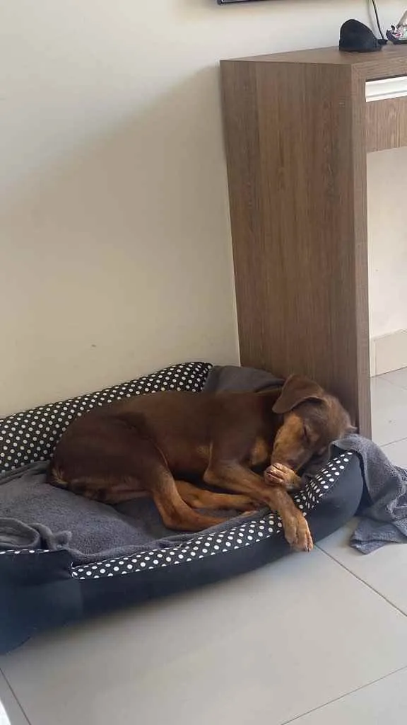 Cachorro raça pastor alemão com vira-lata idade 7 a 11 meses nome Picles