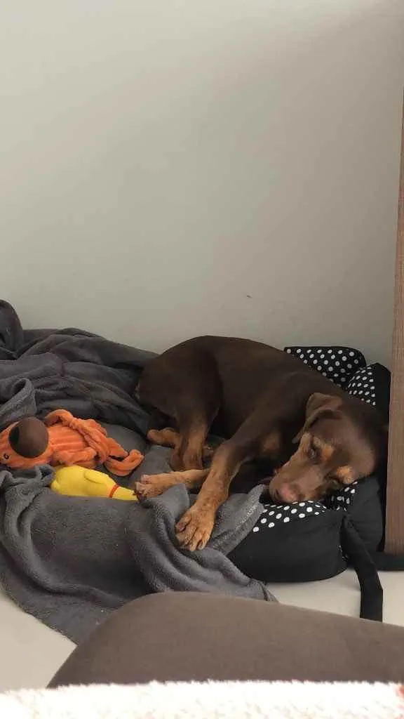 Cachorro raça pastor alemão com vira-lata idade 7 a 11 meses nome Picles