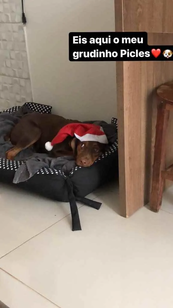 Cachorro raça pastor alemão com vira-lata idade 7 a 11 meses nome Picles
