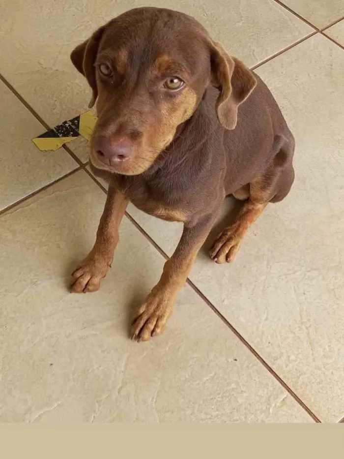 Cachorro raça pastor alemão com vira-lata idade 7 a 11 meses nome Picles