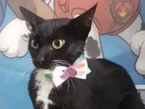 Gato raça Mestiça  idade 2 anos nome Fiona 