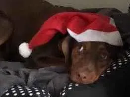 Cachorro raça pastor alemão com vira-lata idade 7 a 11 meses nome Picles