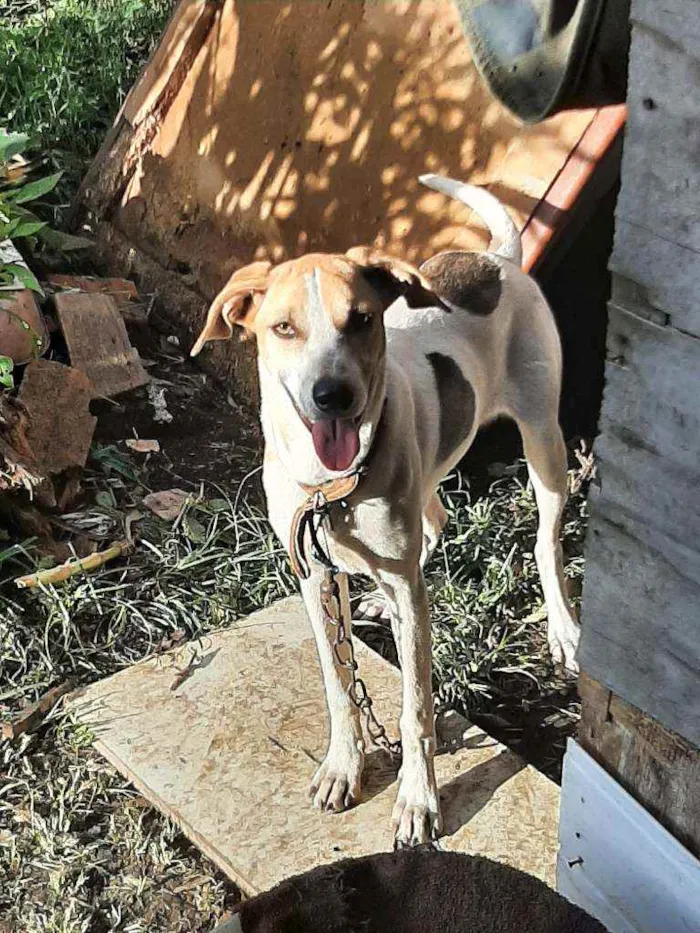 Gato ra a Sem raça  idade Abaixo de 2 meses nome Não tem nome 