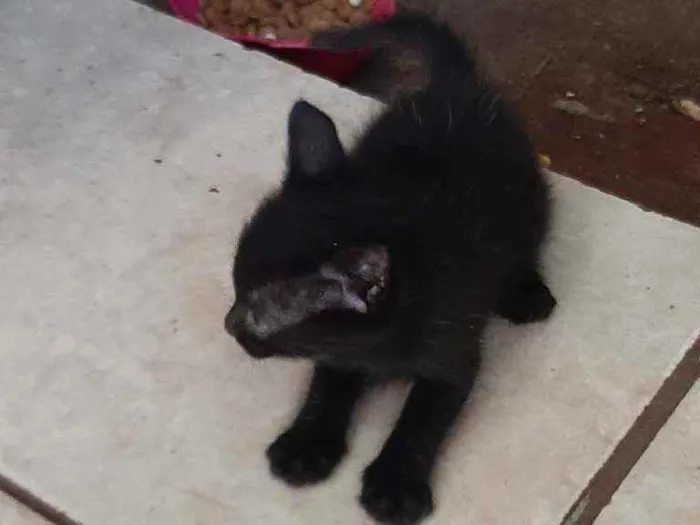 Gato ra a Sem raça  idade Abaixo de 2 meses nome Não tem nome 