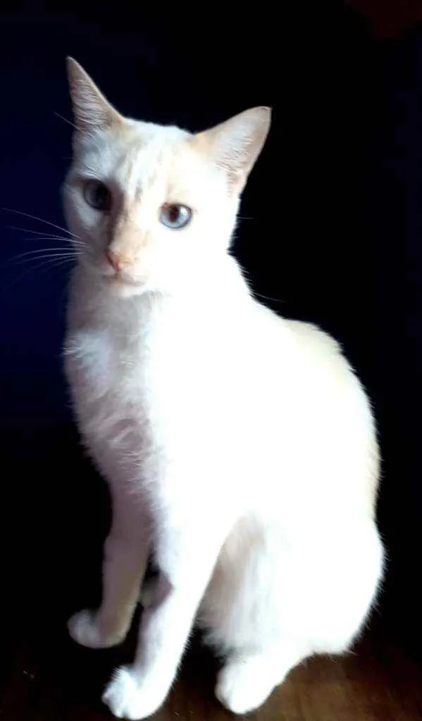 Gato ra a Srd idade 1 ano nome PRÍNCIPE 