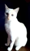 PRÍNCIPE