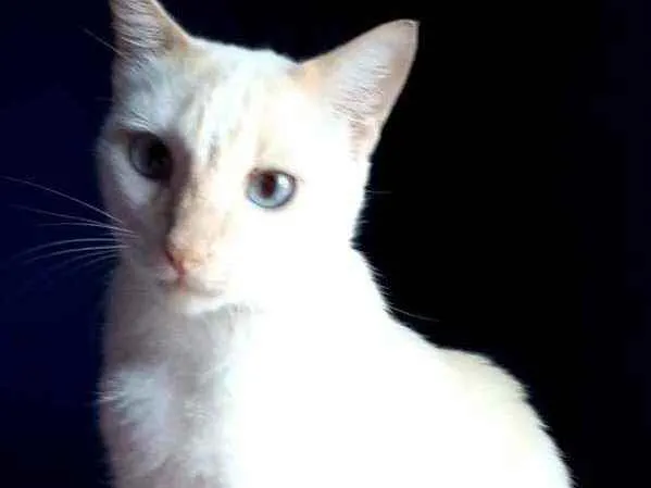 Gato ra a Srd idade 1 ano nome PRÍNCIPE 