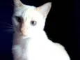 PRÍNCIPE