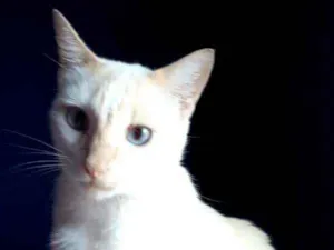 Gato raça Srd idade 1 ano nome PRÍNCIPE 