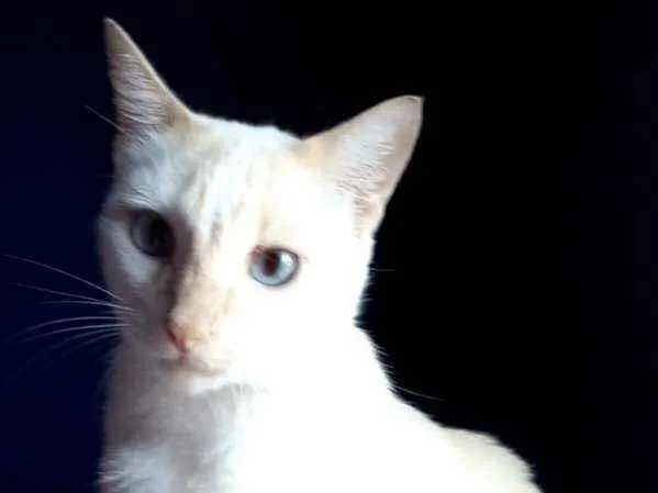 Gato ra a Srd idade 1 ano nome PRÍNCIPE 