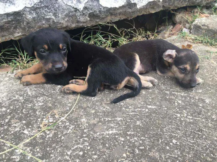 Cachorro ra a Vira lata  idade 2 a 6 meses nome Sem nome