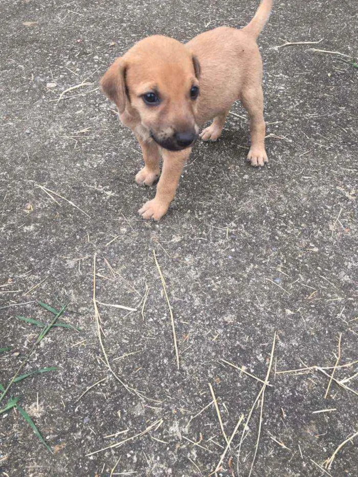 Cachorro ra a Vira lata  idade 2 a 6 meses nome Sem nome