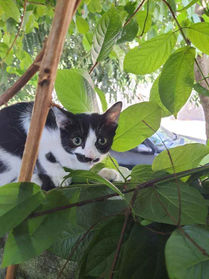 Gato ra a -vira lata idade 2 a 6 meses nome -sem nome