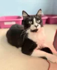 CHIQUINHO