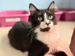 Gato raça Srd idade 2 anos nome CHIQUINHO