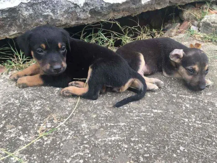 Cachorro ra a Vira lata  idade 2 a 6 meses nome Sem nome