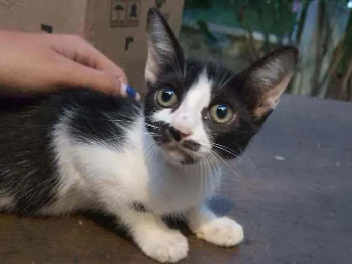 Gato ra a -vira lata idade 2 a 6 meses nome -sem nome