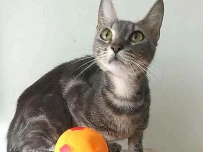 Gato ra a Srd idade 7 a 11 meses nome Adely