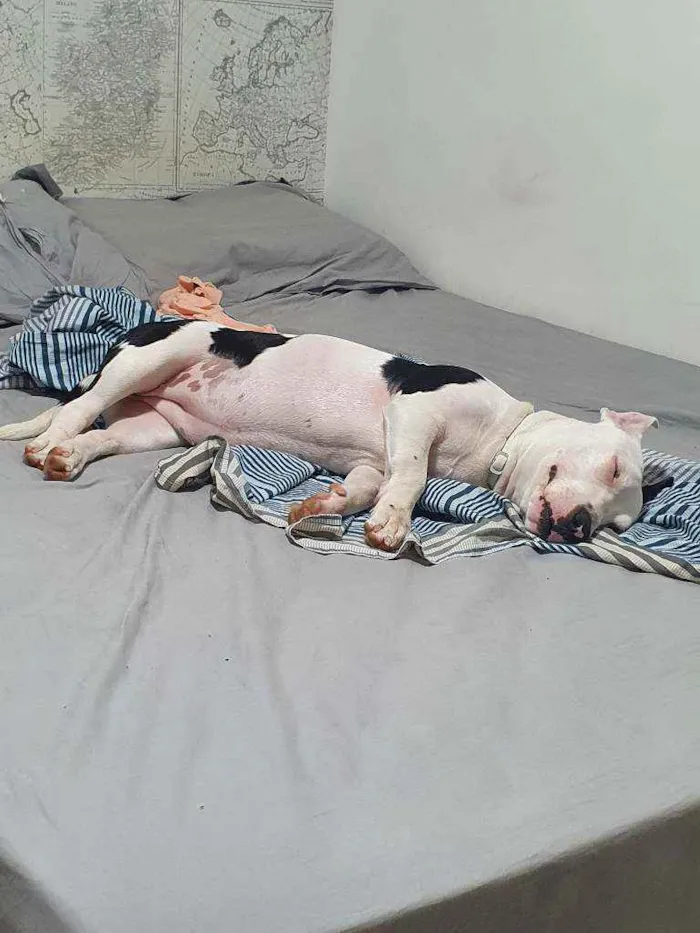 Cachorro raça Pitbull idade 7 a 11 meses nome Jade