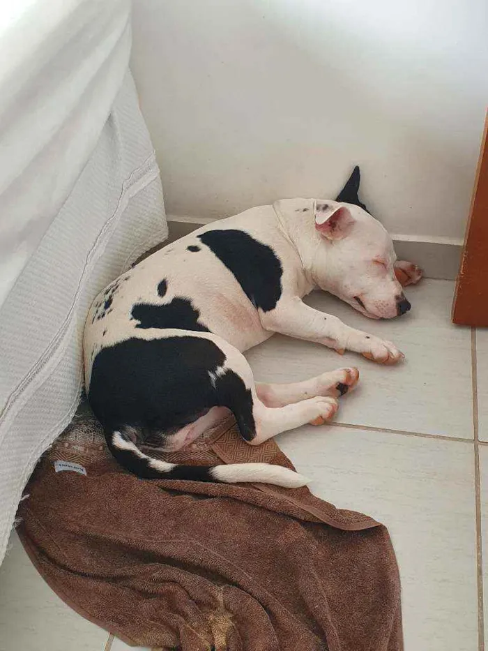 Cachorro raça Pitbull idade 7 a 11 meses nome Jade