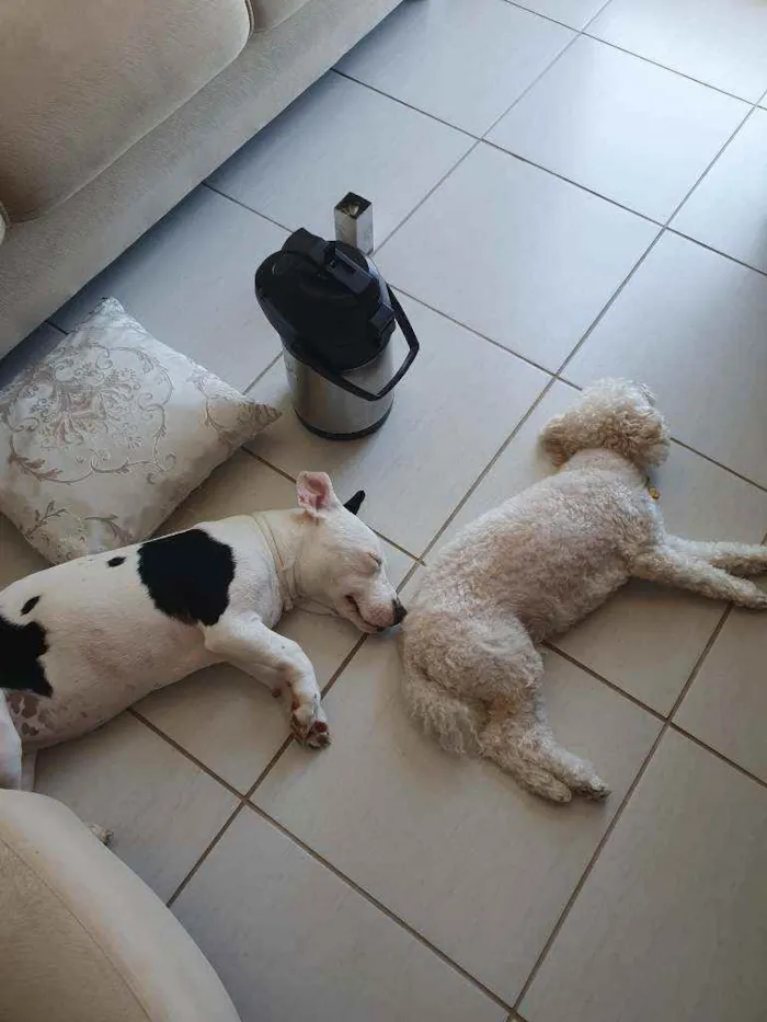 Cachorro raça Pitbull idade 7 a 11 meses nome Jade