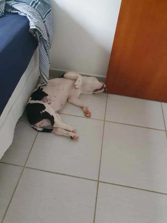 Cachorro raça Pitbull idade 7 a 11 meses nome Jade