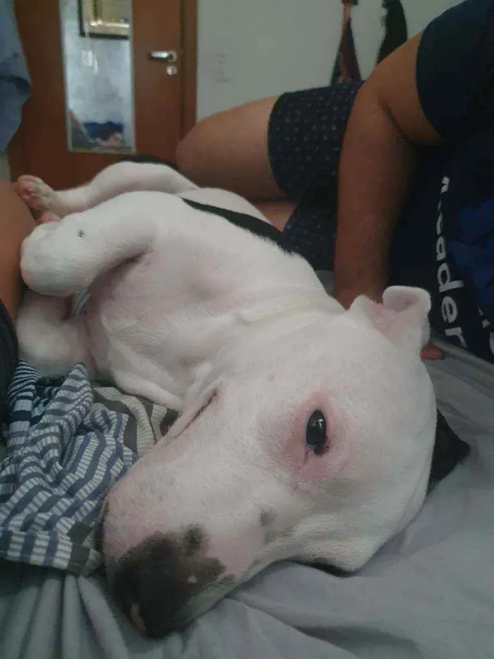 Cachorro raça Pitbull idade 7 a 11 meses nome Jade