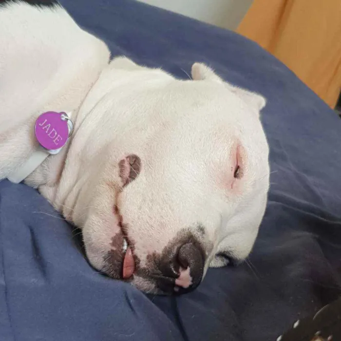 Cachorro raça Pitbull idade 7 a 11 meses nome Jade