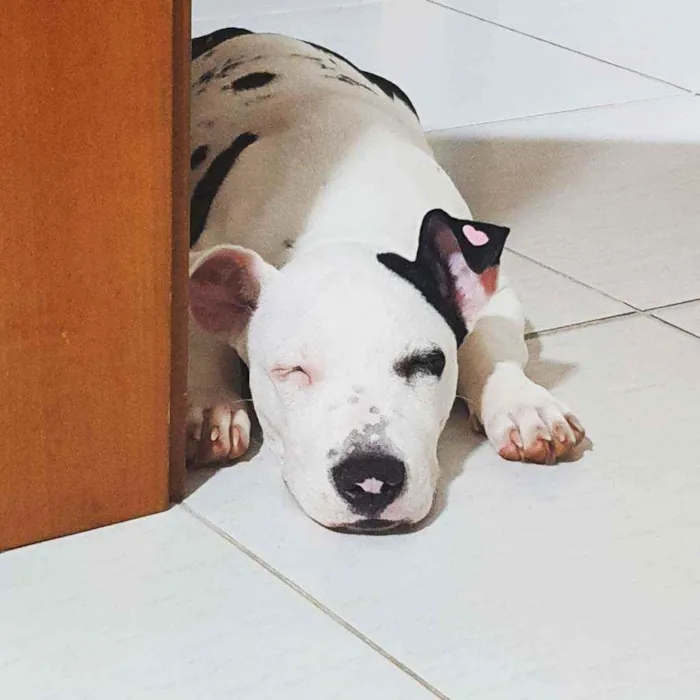 Cachorro raça Pitbull idade 7 a 11 meses nome Jade