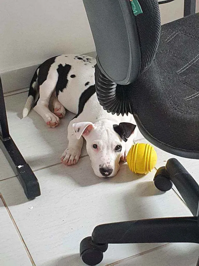 Cachorro raça Pitbull idade 7 a 11 meses nome Jade