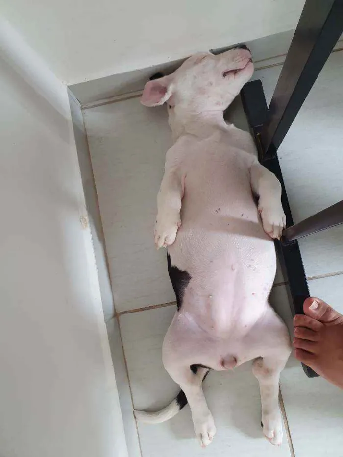 Cachorro raça Pitbull idade 7 a 11 meses nome Jade