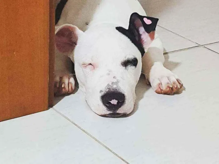 Cachorro raça Pitbull idade 7 a 11 meses nome Jade