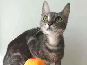 Gato raça Srd idade 7 a 11 meses nome Adely