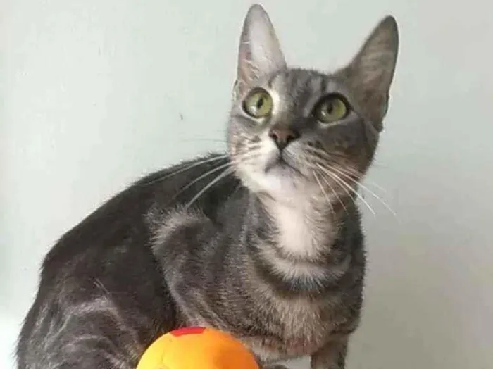 Gato ra a Srd idade 7 a 11 meses nome Adely