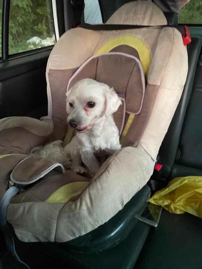 Cachorro ra a Maltês  idade 2 anos nome Pingo
