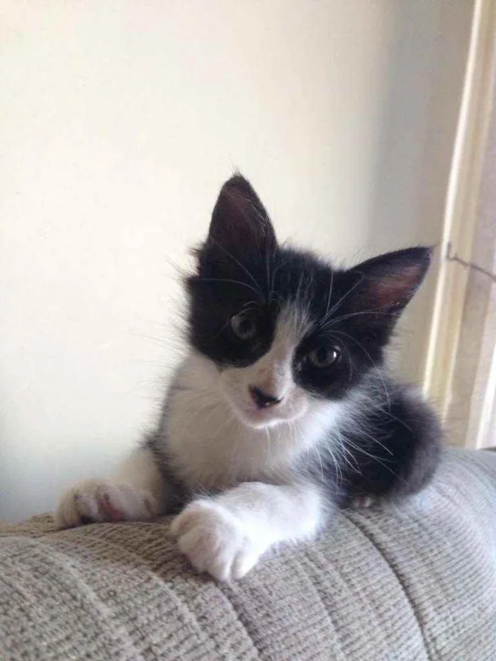 Gato ra a Srd idade 2 a 6 meses nome Emily 