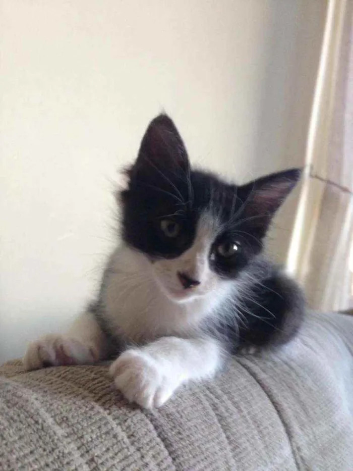 Gato ra a Srd idade 2 a 6 meses nome Emily 