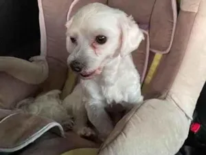 Cachorro raça Maltês  idade 2 anos nome Pingo