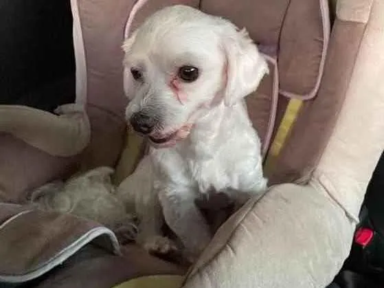 Cachorro ra a Maltês  idade 2 anos nome Pingo
