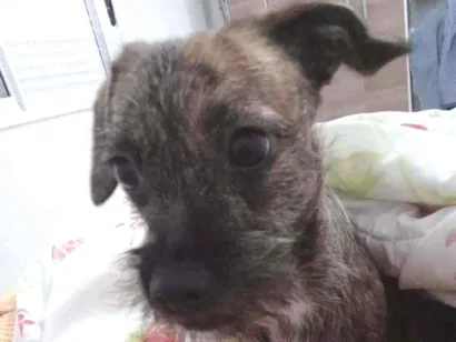 Cachorro raça Vira lata idade 1 ano nome Duquesa