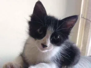 Gato raça Srd idade 2 a 6 meses nome Emily 