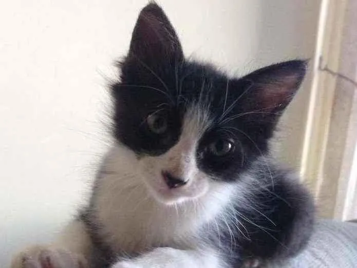Gato ra a Srd idade 2 a 6 meses nome Emily 