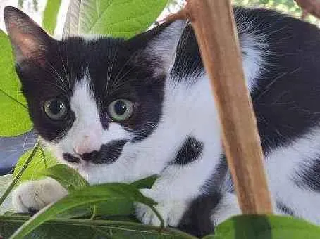 Gato ra a -vira lata idade 2 a 6 meses nome -sem nome