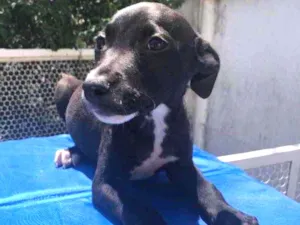 Cachorro raça SRD  idade 2 a 6 meses nome Sem Nome