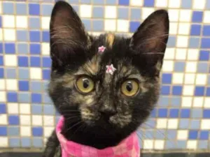 Gato raça Srd idade 2 a 6 meses nome Miquinha