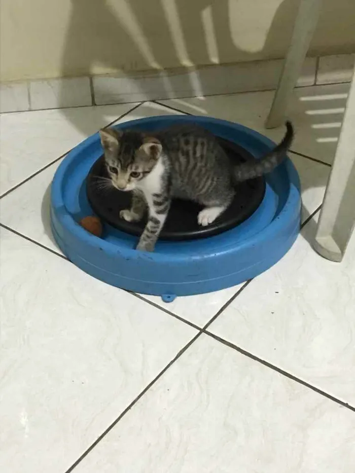 Gato ra a Sem raça definida  idade 2 a 6 meses nome Filhotes 