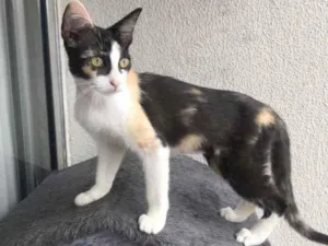 Gato raça Srd idade 2 a 6 meses nome Susi