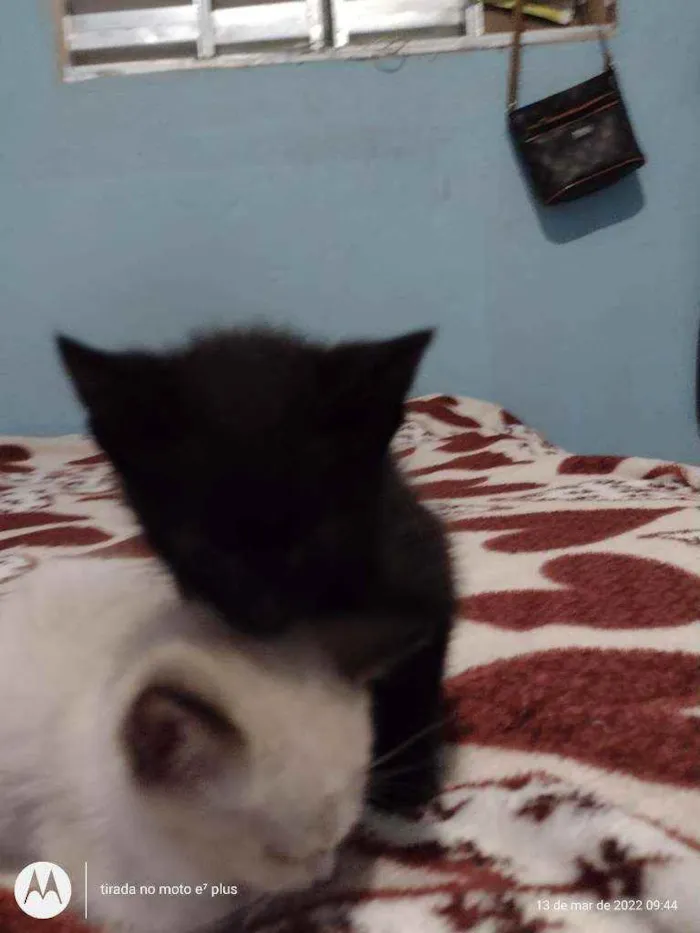 Gato ra a Indefinida idade Abaixo de 2 meses nome Snol e Ted