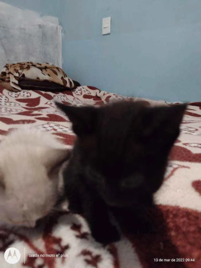 Gato ra a Indefinida idade Abaixo de 2 meses nome Snol e Ted
