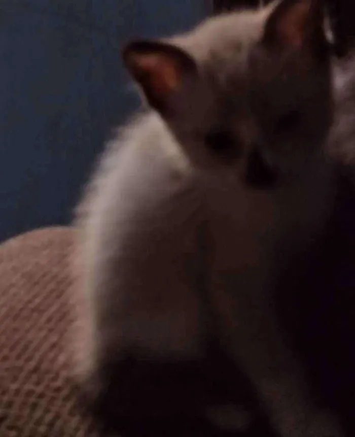 Gato ra a Indefinida idade Abaixo de 2 meses nome Snol e Ted